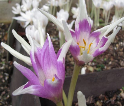 Colchicum Harlekijn